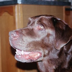 Buster